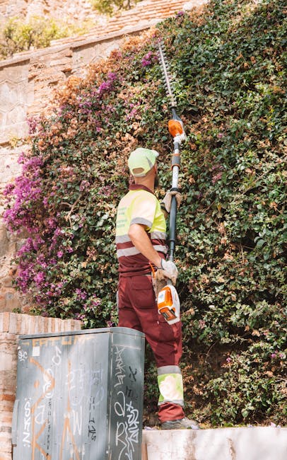 A gardener wearing a wide-brimmed hat and dark clothing is trimming a dense, flowering hedge with long-handled pruning shears in a well-maintained garden. The hedge is lush with small green leaves and